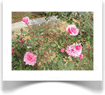 Antique Rose Antique Rose